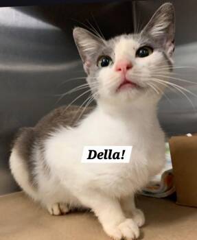 Domestic Short Hair Cats Available for Adoption in San Antonio, Texas - Della | PetCurious
