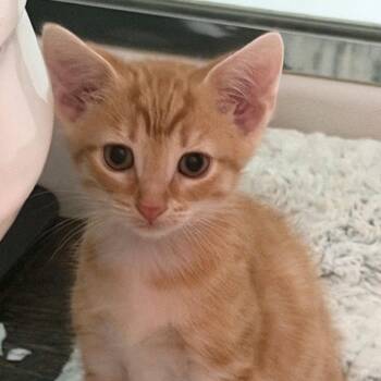Nugget -  Domestic Short Hair Cat for Adoption in Brownsboro, Alabama - Nugget | PetCurious