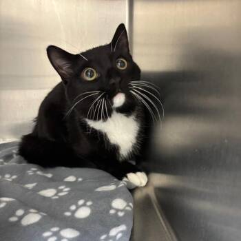 Domestic Short Hair Cats Available for Adoption - Brad | PetCurious