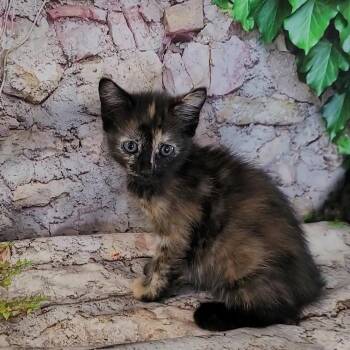 Rescue Tortoiseshell and Domestic Medium Hair Cats for Adoption in Escalon, California - HARLEY | PetCurious