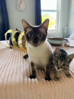 Valerie -  Domestic Short Hair and Siamese Cat for Adoption in Hudson, New Hampshire - Valerie | PetCurious