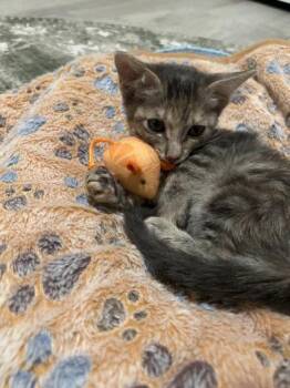 Misty -  Domestic Short Hair Cat for Adoption in Liverpool, Texas - Misty | PetCurious