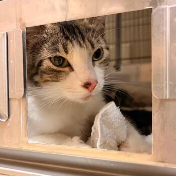 Hibiscus -  Domestic Short Hair Cat for Adoption in Bristol, Indiana - Hibiscus | PetCurious