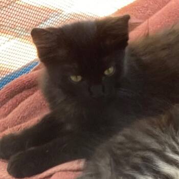 Podo -  Domestic Long Hair Cat for Adoption in Long Beach, California - Podo | PetCurious