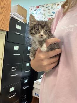 Lulu -  Domestic Medium Hair Cat for Adoption in Mobile, Alabama - Lulu | PetCurious