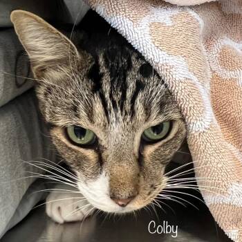Colby -  Domestic Short Hair Cat for Adoption in Knoxville, Tennessee - Colby | PetCurious