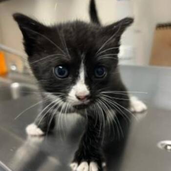 Domestic Short Hair Cats Available for Adoption in West Palm Beach, Florida - Nick | PetCurious