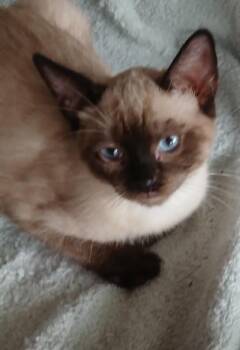 Harpo - PSP Foster Home -  Siamese Cat for Adoption in Oakland Park, Florida - Harpo - PSP Foster Home | PetCurious