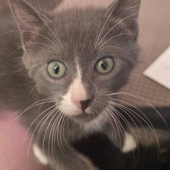 Stuart -  Domestic Short Hair Cat for Adoption in Elfin Forest, California - Stuart | PetCurious