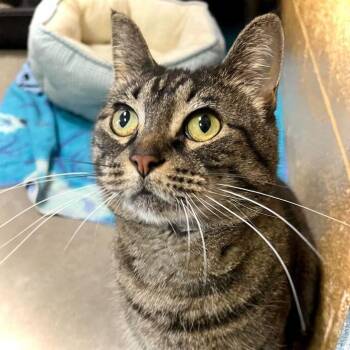 Mystery -  Domestic Short Hair Cat for Adoption in Owosso, Michigan - Mystery | PetCurious