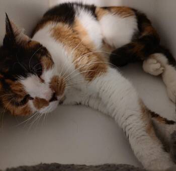 Domestic Short Hair Cats Available for Adoption in Phoenix, Arizona - Little Foot | PetCurious