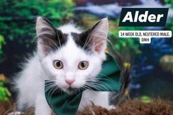 Alder -  Domestic Long Hair Cat for Adoption in Sevierville, Tennessee - Alder | PetCurious