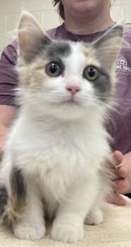 Ms. Parton -  Domestic Long Hair and Domestic Short Hair Cat for Adoption in Fishers, Indiana - Ms. Parton | PetCurious