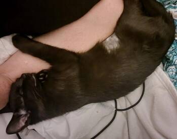 Domestic Short Hair Cats Available for Adoption - Lucy Lou | PetCurious