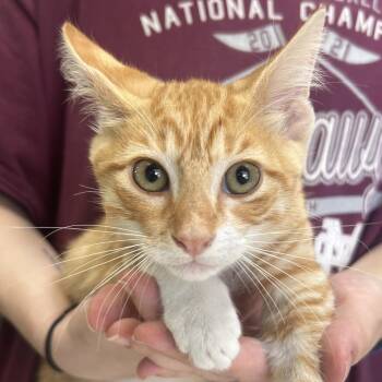 Moe -  Domestic Short Hair Cat for Adoption in West Point, Mississippi - Moe | PetCurious
