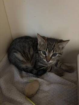 Mungojerrie -  Domestic Short Hair Cat for Adoption in Bloomington, Indiana - Mungojerrie | PetCurious