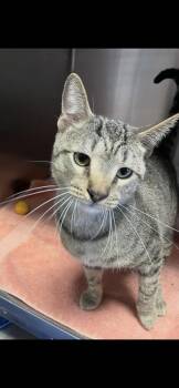 Tabby and Domestic Short Hair Cats Available for Adoption - Tiger | PetCurious