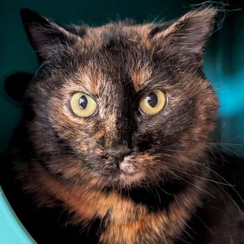 Domestic Short Hair Cats Available for Adoption - Monica | PetCurious