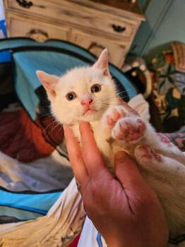 Domestic Short Hair Cats Available for Adoption in Liberty, New York - Ghost (G) | PetCurious