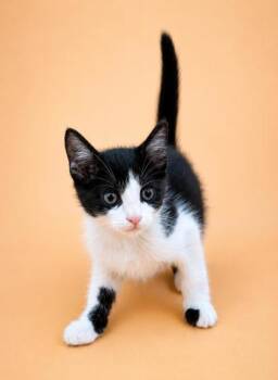 Denali (Red) -  Domestic Short Hair Cat for Adoption in Dahlonega, Georgia - Denali (Red) | PetCurious