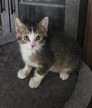 Domestic Short Hair Cats Available for Adoption in Chicago Ridge, Illinois - FRANKIE | PetCurious