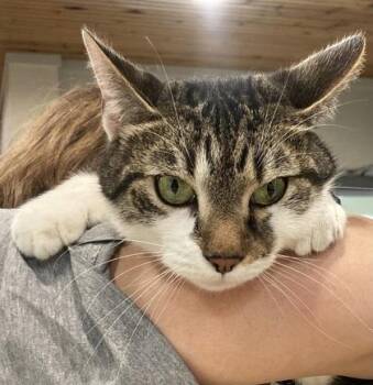 Domestic Short Hair Cats Available for Adoption in Cincinnati, Ohio - Glenn | PetCurious