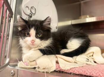 SONNY -  Domestic Short Hair Cat for Adoption in Fort Wayne, Indiana - SONNY | PetCurious