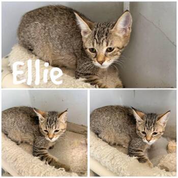 Ellie -  Domestic Short Hair Cat for Adoption in Saint James, Missouri - Ellie | PetCurious
