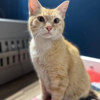 Penelope Crock -  Domestic Short Hair Cat Available for Adoption in Eagle Mountain, Utah - Penelope Crock | PetCurious