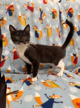 Moose -  Domestic Short Hair Cat for Adoption in Newberg, Oregon - Moose | PetCurious