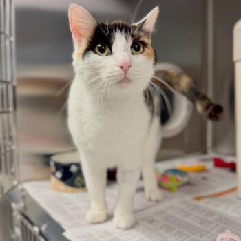 Domestic Short Hair Cats Available for Adoption in Hendersonville, North Carolina - Ivy | PetCurious