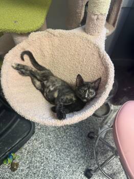 Lilac -  Calico Cat for Adoption in Currie, North Carolina - Lilac | PetCurious