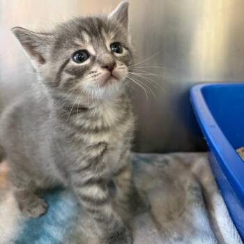 26-239 Clover -  Domestic Short Hair Cat for Adoption in North Branford, Connecticut - 26-239 Clover | PetCurious