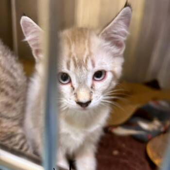 Nirvana -  Domestic Short Hair Cat for Adoption in Woodinville, Washington - Nirvana | PetCurious