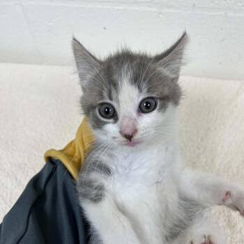SVAS-Stray-38796 -  Domestic Short Hair Cat for Adoption in Lyndhurst, Virginia - SVAS-Stray-38796 | PetCurious