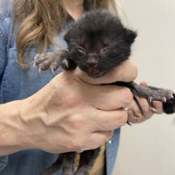 Trumpet -  Domestic Medium Hair Cat for Adoption in Chattanooga, Tennessee - Trumpet | PetCurious