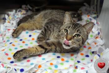 Pike -  Domestic Short Hair Cat for Adoption in Sidney, Ohio - Pike | PetCurious