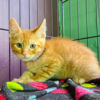 Gaslight -  Domestic Short Hair Cat for Adoption in San Diego, California - Gaslight | PetCurious
