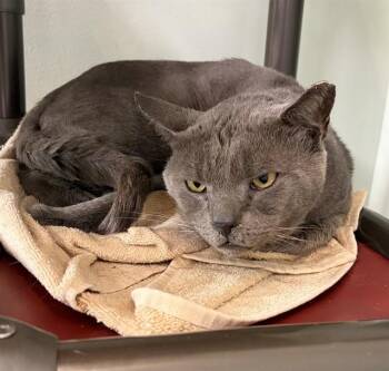 OSCAR -  Domestic Short Hair Cat for Adoption in Westminster, Maryland - OSCAR | PetCurious