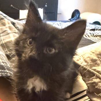 Gyrados Rinaldi (Mew kitten) -  Domestic Short Hair Cat for Adoption in Merrifield, Virginia - Gyrados Rinaldi (Mew Kitten) | PetCurious