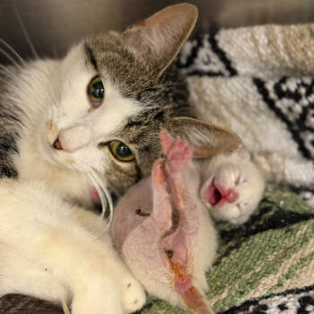 Rescue Domestic Short Hair Cats for Adoption in Oak Grove, Minnesota - Amelia | PetCurious