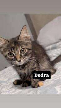 Dedra -  Domestic Medium Hair Cat for Adoption in Clarksville, Tennessee - Dedra | PetCurious