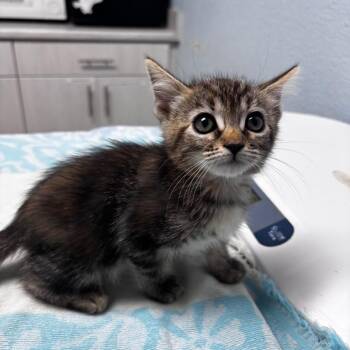 Sanderson -  Domestic Short Hair Cat for Adoption in Riverside, California - Sanderson | PetCurious