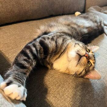 Domestic Medium Hair Cats Available for Adoption - Hobie Cat | PetCurious