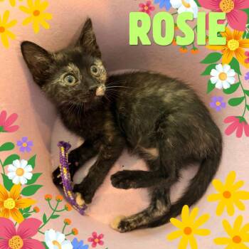 Rosie -  Domestic Short Hair Cat for Adoption in Tustin, California - Rosie | PetCurious