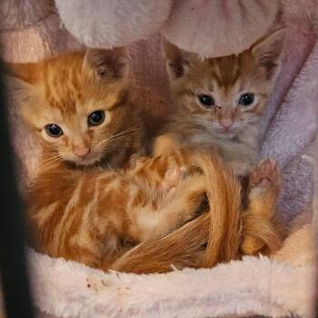 Domestic Medium Hair Cats Available for Adoption in Fort Worth, Texas - Chip Lime | PetCurious