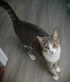 Spanky -  Tabby Cat for Adoption in Fort Myers, Florida - Spanky | PetCurious