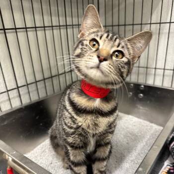 Domestic Short Hair Cats Available for Adoption - Petunia | PetCurious