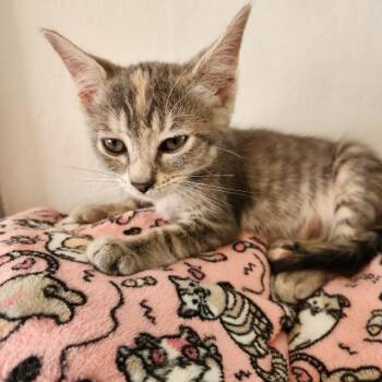 Emily -  Domestic Short Hair Cat for Adoption in Seattle, Washington - Emily | PetCurious