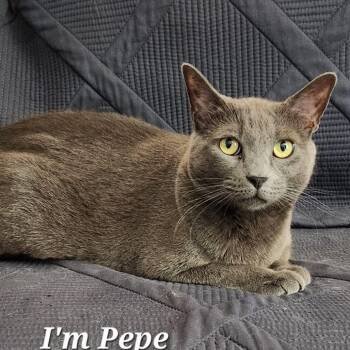 Pepe Le Purr -  Russian Blue Cat for Adoption in San Pablo, California - Pepe Le Purr | PetCurious